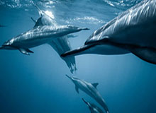 环球足球奖公布候选名单 颁奖典礼12月27日举行